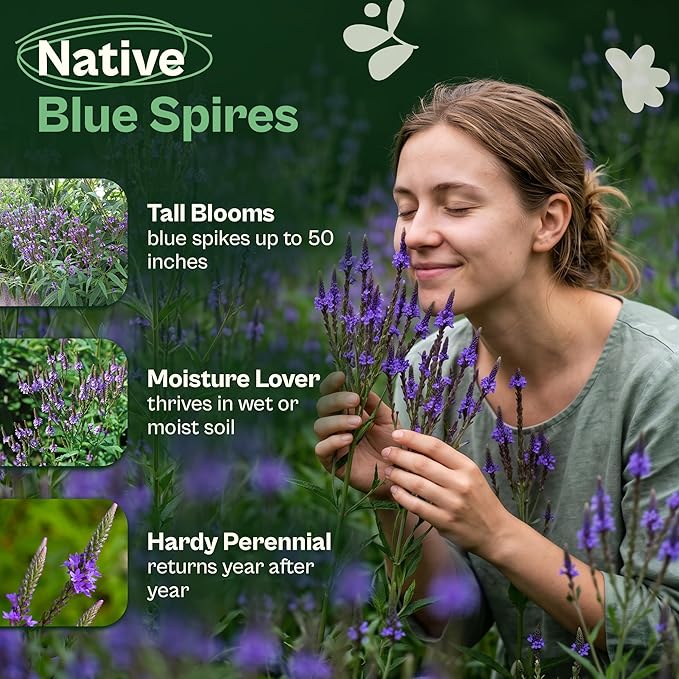 SVI 2500 Blue Vervain Seeds (Verbena hastata) – Vervain Herb, Verbena Seed Packets Bulk – Tall Wildflower, Native Perennial Flower Seeds Packets Outdoor Flower Garden, Meadows, Containers