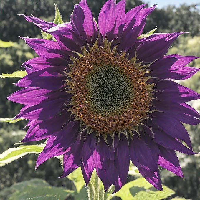 100 Pcs Rare Purple Sunflower Seeds Beautiful Flower for Planting Outdoors Home Garden Decor