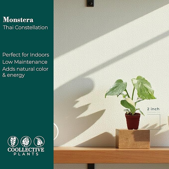 Monstera Thai Constellation – Live Indoor Plant in 2″ Grower Pot, Variegated Monstera Houseplant, Easy Care Low Maintenance Tropical Plant for Home or Office