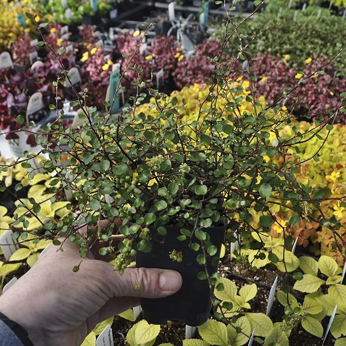 Muehlenbeckia complexa, Fairy Vine, Container Size: 3" (2.6x3.5)