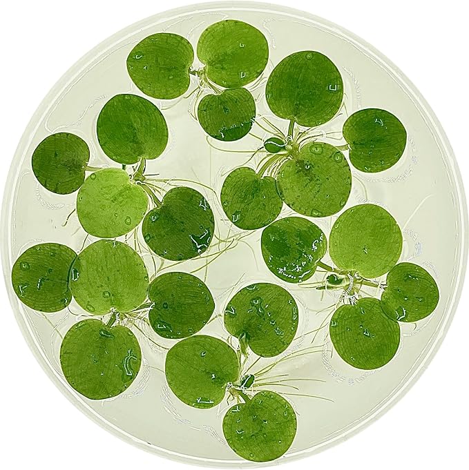 Amazon Frogbit, Limnobium laevigatum, Live Aquarium/Aquatic/Freshwater/Floating/Pond Plant/Planted Tank/Aquascaping/Paludarium by Aquarium Plant Center (6 Plants (18+ Leaves))