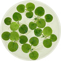 Amazon Frogbit, Limnobium laevigatum, Live Aquarium/Aquatic/Freshwater/Floating/Pond Plant/Planted Tank/Aquascaping/Paludarium by Aquarium Plant Center (6 Plants (18+ Leaves))