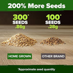 HOME GROWN Beefsteak Tomato Seeds 300+ Heirloom Non-GMO Seeds for Planting, High Germination, Indeterminate, Large Meaty Slicing Tomato, High Yield Summer Vegetable Garden (Solanum lycopersicum)