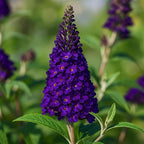 Easy to Grow Buddleia Butterfly Bush Buzz Midnight 1 Plant - Potted Perennial Flower in a Quart Pot, Summer Fragrant Dark Purple Blooms in Sun
