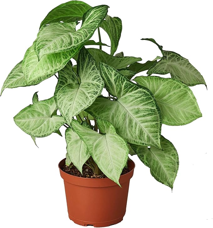 Syngonium White Butterfly Live Plant for Indoor | Different Houseplants in 4'' & 6'' Pot | Real House Plant for Living Room | Goosefoot | Nephthytis | Elephant Ear