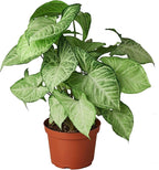 Syngonium White Butterfly Live Plant for Indoor | Different Houseplants in 4'' & 6'' Pot | Real House Plant for Living Room | Goosefoot | Nephthytis | Elephant Ear
