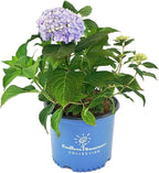 Endless Summer Collection - Hydrangea mac. Endless Summer The Original (Reblooming Hydrangea) Shrub, RB pink or blue, #2 - Size Container