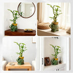 Lucky Bamboo 3-Stalk Set with Pebbles in Elephant Gold Ingot Pot – 6'' 6'' 8'' Live Plant for Wealth and Prosperity