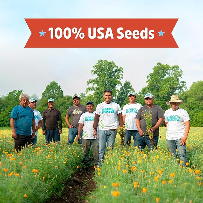 Back to the Roots - 100% Organic Seed Packet - Eggplant 'Black Beauty' 140mg (Pack of 2)