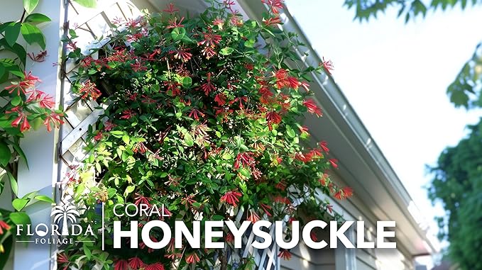Coral Honeysuckle | 3 Live Plants | Lonicera Sempervirens | Attracts Hummingbirds, Red Trumpet Flowers, Fast Growing Vines, Low Maintenance, Long Blooming Season, Garden Climbing Vine