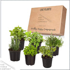 Live Aromatic and Edible Herb Assortment (Rosemary, Eucalyptus, Mint, Lemon Balm, Other Assorted Herbs), 6 Plants Per Pack