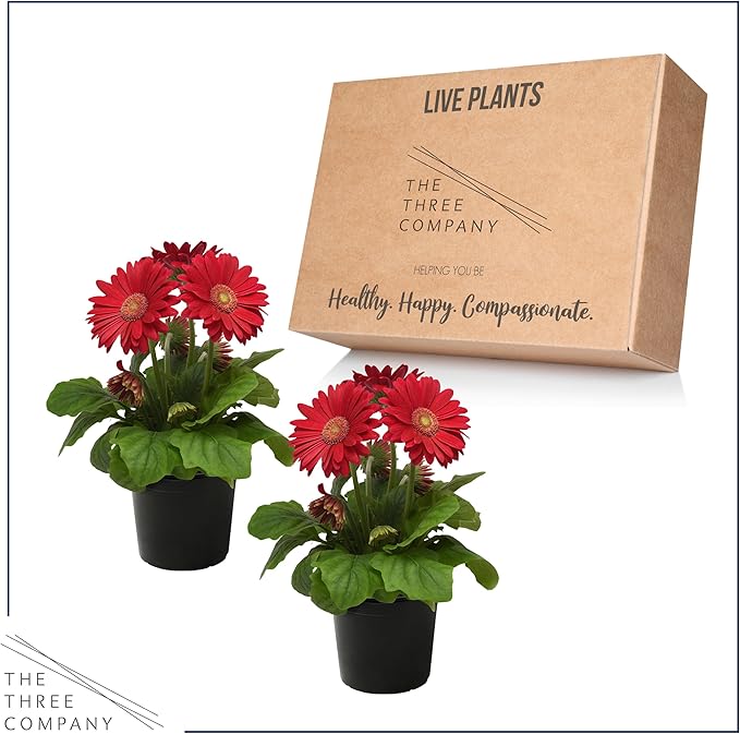 Live Flowering Gerbera Daisies - Shades of Pink (2 Plants Per Pack) - Beautiful Spring Flowers - 12" Tall by 5" Wide in 1 Qt Pot