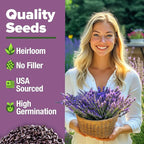 HOME GROWN Non GMO English Lavender Seeds 1,500+ Wildflower Seed for Planting Indoor/Outdoor, High Germination, Plant Flower Seeds (Lavandula antustifolia)