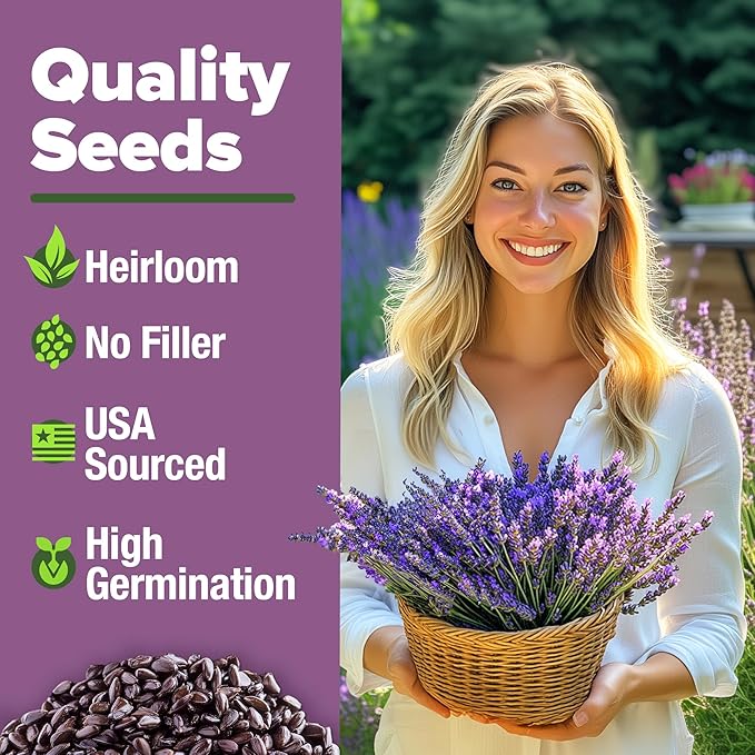 HOME GROWN Non GMO English Lavender Seeds 3,000+ Wildflower Seed for Planting Indoor/Outdoor, High Germination, Plant Flower Seeds (Lavandula antustifolia)