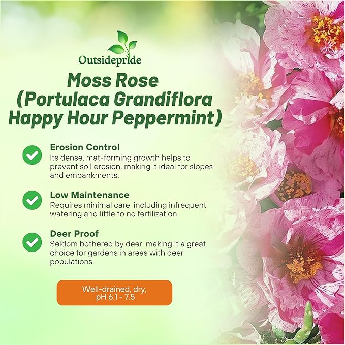 Outsidepride Peppermint Moss Rose Seeds - 500 Pcs Annual, Drought & Heat Tolerant, Pollinator Friendly Ground Cover Seeds for Planting w/Vibrant Blooms & Succulent Foliage, Ideal for Xeriscaping