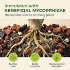 Molly's Aroid Mix - Premium Soilless Potting Mix for Houseplants - Fast Draining, Chunky & Easier to Water vs. Soil for Indoor Plants - with Bark, Coco Chips, Worm Castings, Mycorrhizae 10 Dry Quarts