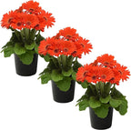 Live Flowering Gerbera Daisies - Orange (3 Plants Per Pack) - Beautiful Spring Flowers - 12" Tall by 5" Wide in 1 Qt Pot