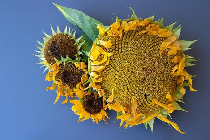 Mammoth Sunflower Seeds for Planting - Grow Giant Sun Flowers in Your Garden - 50 Non GMO Heirloom Seeds - Full Planting Instructions for Easy Grow - Great Gardening Gifts (3 Packets)