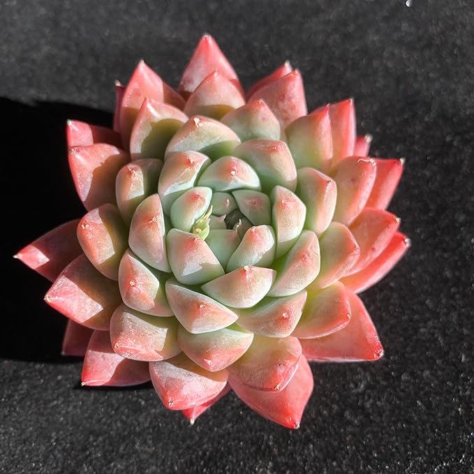 FWPP Succulents Plants Live Echeveria Beauty,Mini Succulents Red 3 inches Mini Succulents,Bare Root Without Pot,Succulent Plant Live Decoration Plant Gifts