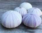 Nautical Crush Trading Sea Urchins Shells for Air Plants - 5 Purple (1.5-2.5") Sea Urchin Shells - Hanging Air Plant Holder - Air Plants Live Holders - Air Plant Pot - No Plants Included
