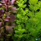 Live Freshwater Aquarium Plant Bundle Mixed Stem Plants for Fish Tanks