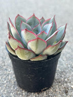 Succulent Plant, Blue-Green with Red Edges, Live Rosette, Indoor Outdoor Decor