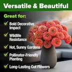 HOME GROWN Coral Zinnia Seeds (1g) – 600 Zinnia elegans Annual Flower Seeds for Planting Outdoors – Heat Tolerant Easy Summer Flowers to Plant – Herb Seed Companion for Pollinator Garden Beds for 2026