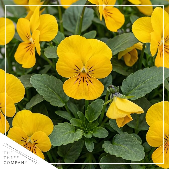 Live Healthy Flowering Pansies - Yellow (4 Plants Per Pack), Beautiful Winter Color, 6" Tall by 4" Wide in 1 Pint Square Pot