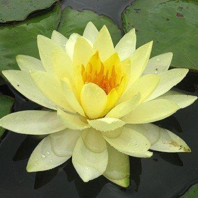 Chalily Water Lily Aquatic Plants Live Lilies Real Small or Big Pond Plant Lilly Ponds Cold Hardy Pads Grow waterlillies Flowering rhizomes Outdoor lilys Waterlily Lillies pre Grown lillys pad Yellow