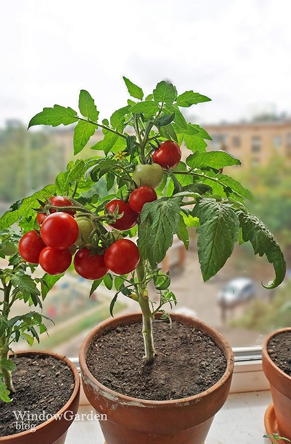 Dwarf Bush Cherry Tomatoes Seeds for Planting About 20 Seeds Indoor Tomato