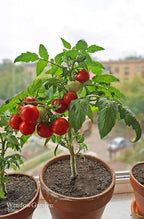 Dwarf Bush Cherry Tomatoes Seeds for Planting About 20 Seeds Indoor Tomato