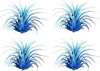 Air Plants - Tillandsia Ionantha - Organically Enhanced Color - Live Arrival Guaranteed - House Plants for Home Decor & Gift (2 Tone 4pk) (2 Tone 4Pk Coastal Hues)