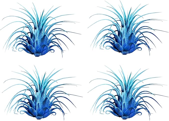 Air Plants - Tillandsia Ionantha - Organically Enhanced Color - Live Arrival Guaranteed - House Plants for Home Decor & Gift (2 Tone 4pk) (2 Tone 4Pk Coastal Hues)