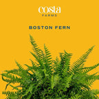 Costa Farms Boston Fern Live Plant in Plastic Pot, Large Air Purifying Indoor & Outdoor Houseplant, Perfect for Home, Room, or Office Decor, Great House Warming or Birthday Gift, 3-4 Feet Tall