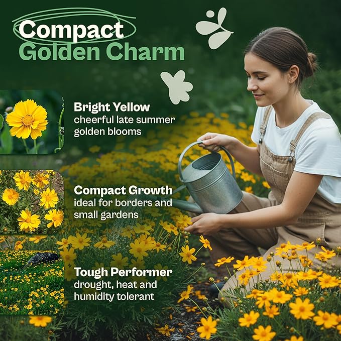 SVI 1000 Dwarf Lance Leaved Coreopsis Seeds (Coreopsis Lanceolata) - Lanceleaf Tickseed, Yellow Wildflower, Drought Tolerant Seed - Perennial Flower Seeds in Seed Packets for Outdoor Garden, Landscape