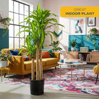 Costa Farms Dracaena Mass Cane Extra Large Live Indoor Plant, 4 to 5-Feet Tall, Potted in Grower's Pot