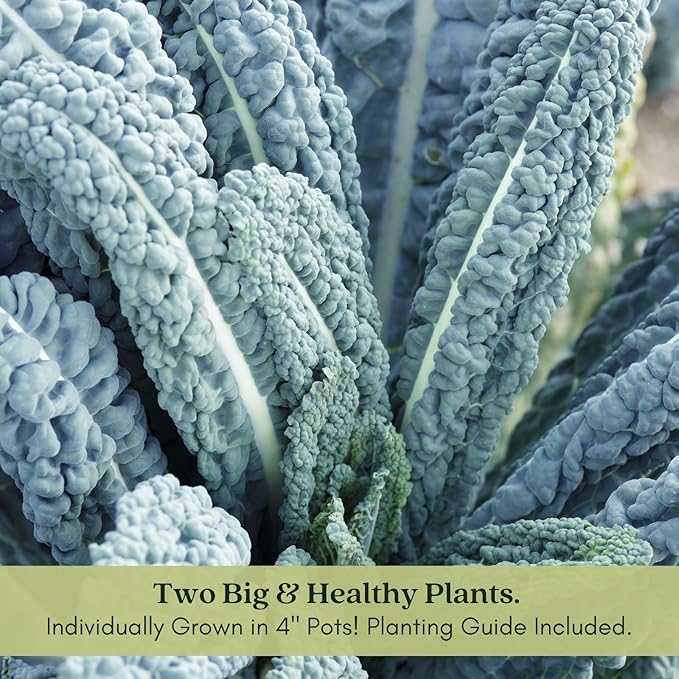 Clovers Garden Dinosaur Kale Plants - Two (2) Live Plants – Non-GMO - Not Seeds - Each 4" to 8" Tall – in 4" Inch Pots - Heirloom, Frost Tolerant
