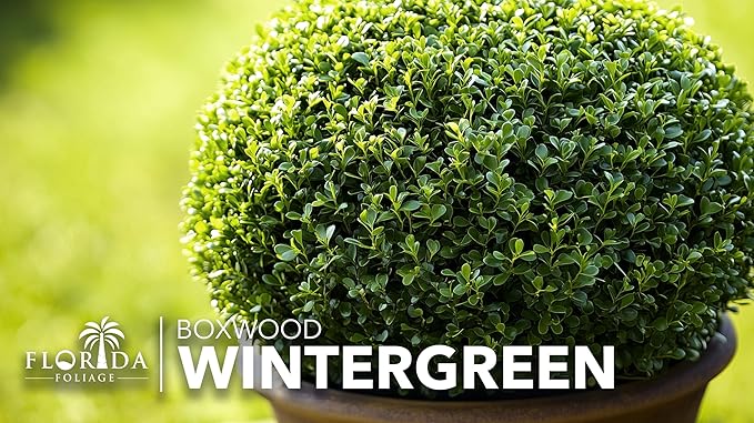 Wintergreen Boxwood | 1 Extra Large Trade 3 Gallon Plant | Buxus Microphylla | Evergreen Shrub, Dense Foliage, Formal Garden, Low Maintenance, Privacy Hedge, Year-Round Interest, Landscaping Shrub