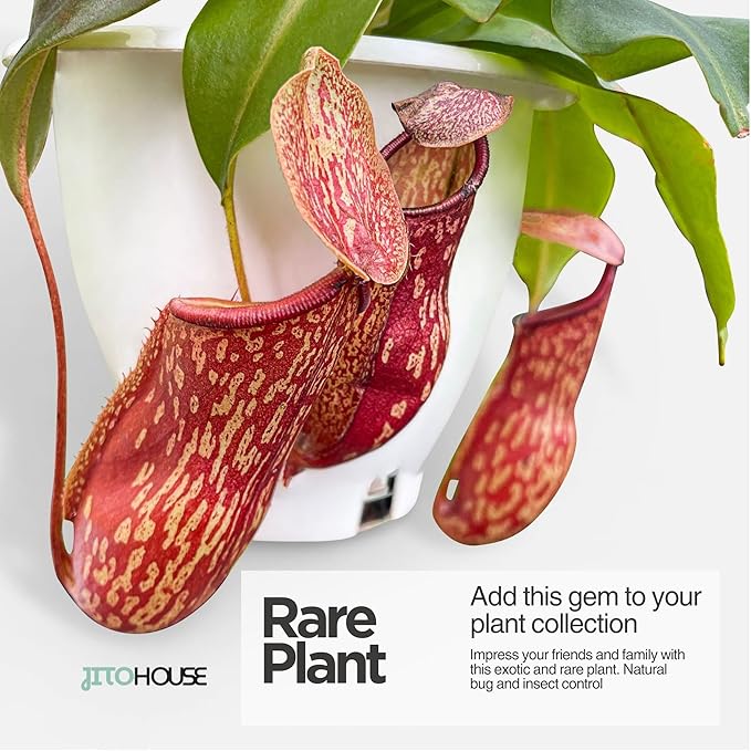 Jitohouse Nepenthes St. Gaya Carnivorous Pitcher Plant [Winter Thermal Packaging Included] | Easy Care Live Plants Indoor Decor House Plants, Unique Gift | Bright Indirect Light Rare Live Plant