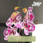 Large Novelty Live Orchids Blooming in 5" Blue & White Orchid Pot, Pet Friendly Live Plant Gifts for Plant Lovers, Approx. 22"+ Tall, Real Houseplants, Phalaenopsis Moth Flowers by Plants for Pets