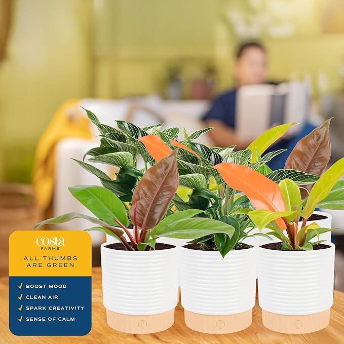 Costa Farms Philodendron Live Plants in Decorative Pots, Air Purifying Indoor Houseplant, Assorted Variety, Home, Room, or Office Decor, House Warming or Birthday Gift, 12-18 Inches Tall, Pack of 6