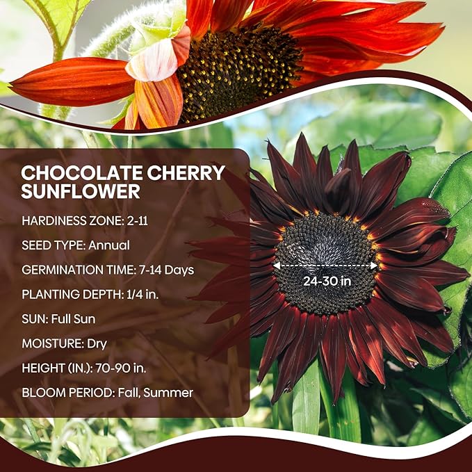 Groundio Chocolate Cherry Sunflower Seeds, 6-8 FT Giant Burgundy Black Sunflower, 80+ Helianthus Annuus Seeds, Non-GMO | Heirloom | High Germination | Attracts Pollinators