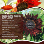 Groundio Chocolate Cherry Sunflower Seeds, 6-8 FT Giant Burgundy Black Sunflower, 80+ Helianthus Annuus Seeds, Non-GMO | Heirloom | High Germination | Attracts Pollinators