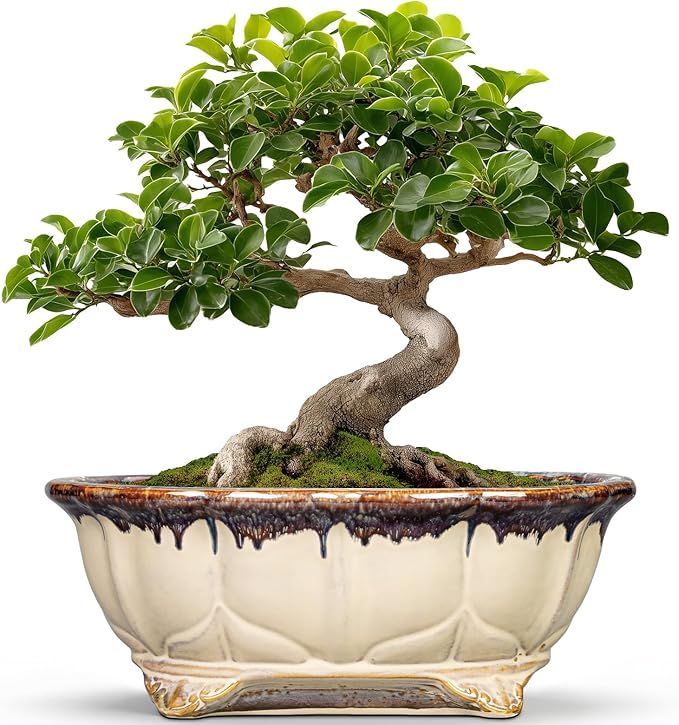 Ceramic Bonsai Tree Pots - 11 Inch Succulent Pots with Drainage Hole, Decorative Bonsai Pot for Indoor Outdoor Plants, Succulent Planters, Front Porch Decor, Gardening Gifts, Oval Beige-Brown