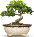 Ceramic Bonsai Tree Pots - 11 Inch Succulent Pots with Drainage Hole, Decorative Bonsai Pot for Indoor Outdoor Plants, Succulent Planters, Front Porch Decor, Gardening Gifts, Oval Beige-Brown
