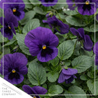 Live Healthy Flowering Pansies - Purple Blotch (4 Plants Per Pack), Beautiful Winter Color, 6" Tall by 4" Wide in 1 Pint Square Pot