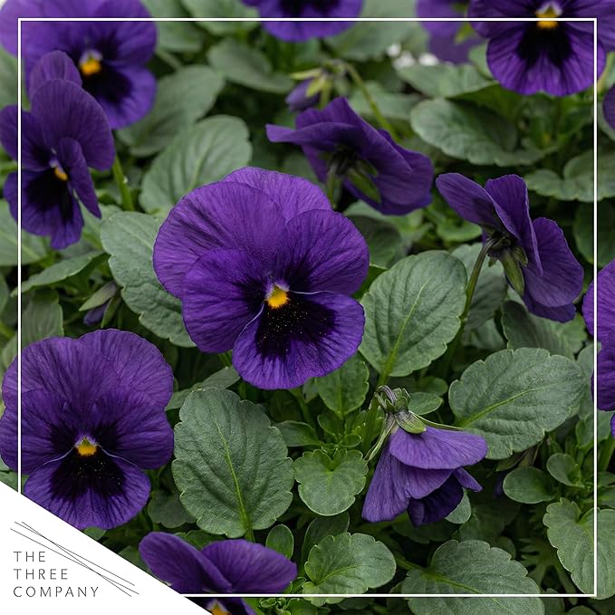 Live Healthy Flowering Pansies - Purple Blotch (4 Plants Per Pack), Beautiful Winter Color, 6" Tall by 4" Wide in 1 Pint Square Pot