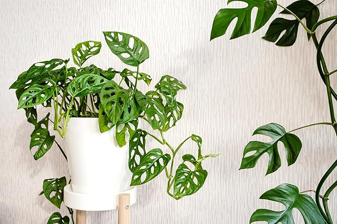 Shop Succulents Monstera Adansonii Hanging Plant, Live Indoor Plant, Easy Care Hanging Swiss Cheese Houseplant in Nursery Pot, Air Purifying Plant in Soil, Housewarming, Home Décor, 6" Pot