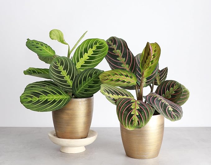 Thorsen's Greenhouse Prayer Plants Set of 2, Maranta leuconeura, Pet Safe, Low Light, Live Indoor Plants, 4" Diameter Plants, Classic Pots (Gold)