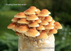 Root Mushroom Farm-Mushroom Liquid Cultures/Chestnut Muhsroom(Pholiota adiposa)